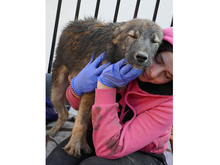 KARLO, Hund, Mischlingshund in Rumänien - Bild 5