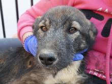 KARLO, Hund, Mischlingshund in Rumänien - Bild 6