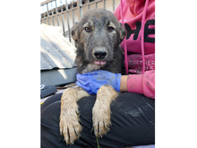 KARLO, Hund, Mischlingshund in Rumänien - Bild 7