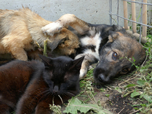 KARLO, Hund, Mischlingshund in Rumänien - Bild 8