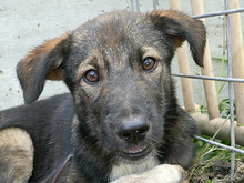KARLO, Hund, Mischlingshund in Rumänien - Bild 9