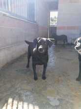 ROSAMUNDA, Hund, Labrador-Neufundländer-Mix in Italien - Bild 4