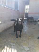 ROSAMUNDA, Hund, Labrador-Neufundländer-Mix in Italien - Bild 5