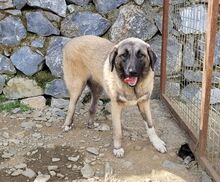 MAYLA, Hund, Mischlingshund in Türkei - Bild 1