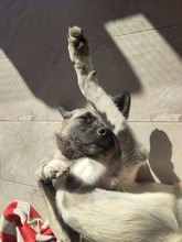 MAYLA, Hund, Mischlingshund in Türkei - Bild 4