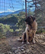 MAYLA, Hund, Mischlingshund in Türkei - Bild 5