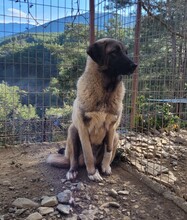 MAYLA, Hund, Mischlingshund in Türkei - Bild 6