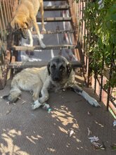 MAYLA, Hund, Mischlingshund in Türkei - Bild 7