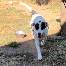 FILITSA, Hund, Mischlingshund in Griechenland - Bild 3