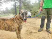 TIGRE, Hund, Mischlingshund in Spanien - Bild 4