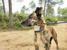 TIGRE, Hund, Mischlingshund in Spanien - Bild 6