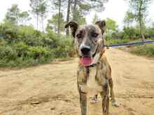 TIGRE, Hund, Mischlingshund in Spanien - Bild 7