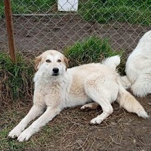 LARA, Hund, Griechischer Schäferhund-Mix in Griechenland - Bild 10