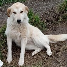 LARA, Hund, Griechischer Schäferhund-Mix in Griechenland - Bild 11