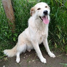 LARA, Hund, Griechischer Schäferhund-Mix in Griechenland - Bild 2