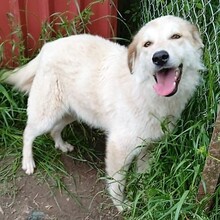 LARA, Hund, Griechischer Schäferhund-Mix in Griechenland - Bild 4