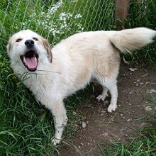LARA, Hund, Griechischer Schäferhund-Mix in Griechenland - Bild 5