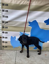 RALPH, Hund, Mischlingshund in Ungarn - Bild 4