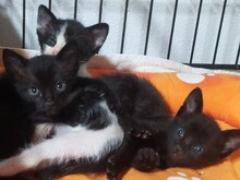 MURMEL, Katze, Europäisch Kurzhaar in Spanien - Bild 2