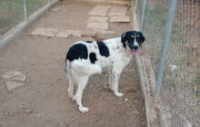 SERA, Hund, Mischlingshund in Griechenland - Bild 2