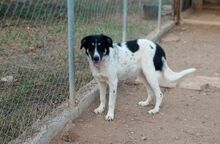 SERA, Hund, Mischlingshund in Griechenland - Bild 4