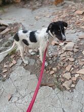 SERA, Hund, Mischlingshund in Griechenland - Bild 7