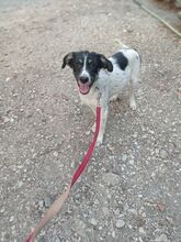 SERA, Hund, Mischlingshund in Griechenland - Bild 8