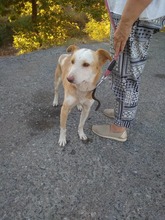 ELMER, Hund, Mischlingshund in Griechenland - Bild 1