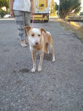 ELMER, Hund, Mischlingshund in Griechenland - Bild 4