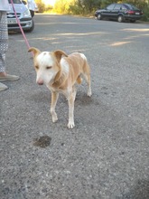 ELMER, Hund, Mischlingshund in Griechenland - Bild 6