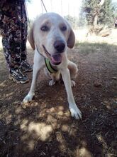 CINDERELLA, Hund, Mischlingshund in Griechenland - Bild 3