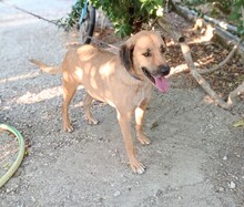 HANSEL, Hund, Mischlingshund in Griechenland - Bild 2