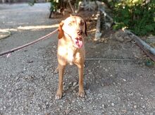 HANSEL, Hund, Mischlingshund in Griechenland - Bild 3