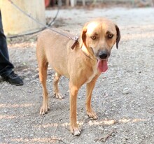 HANSEL, Hund, Mischlingshund in Griechenland - Bild 5