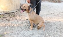 HANSEL, Hund, Mischlingshund in Griechenland - Bild 6