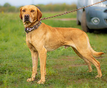HERCEG, Hund, Mischlingshund in Ungarn - Bild 4