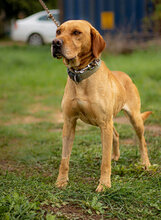 HERCEG, Hund, Mischlingshund in Ungarn - Bild 5