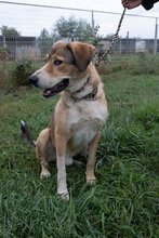 CSIBESZ, Hund, Mischlingshund in Ungarn - Bild 3