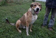 CSIBESZ, Hund, Mischlingshund in Ungarn - Bild 4