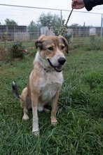 CSIBESZ, Hund, Mischlingshund in Ungarn - Bild 5