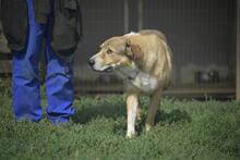CSIBESZ, Hund, Mischlingshund in Ungarn - Bild 6