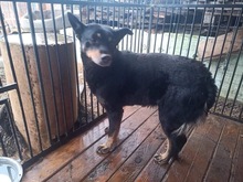 SAVBOR, Hund, Mischlingshund in Polen - Bild 3