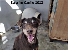 ZULU, Hund, Terrier-Mix in Reken - Bild 21