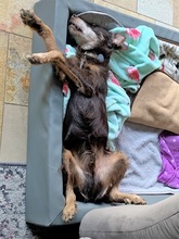 ZULU, Hund, Terrier-Mix in Reken - Bild 3