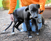 EDDEE, Hund, Boxer-Mix in Arriach - Bild 10