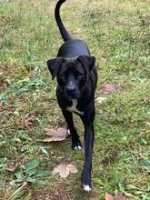 EDDEE, Hund, Boxer-Mix in Arriach - Bild 2