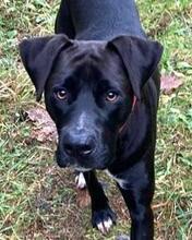 EDDEE, Hund, Boxer-Mix in Arriach - Bild 3
