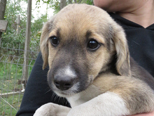 VICKY, Hund, Mischlingshund in Rumänien - Bild 1