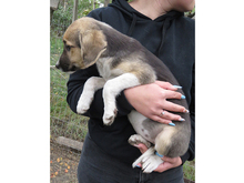 VICKY, Hund, Mischlingshund in Rumänien - Bild 3