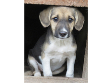 VICKY, Hund, Mischlingshund in Rumänien - Bild 5